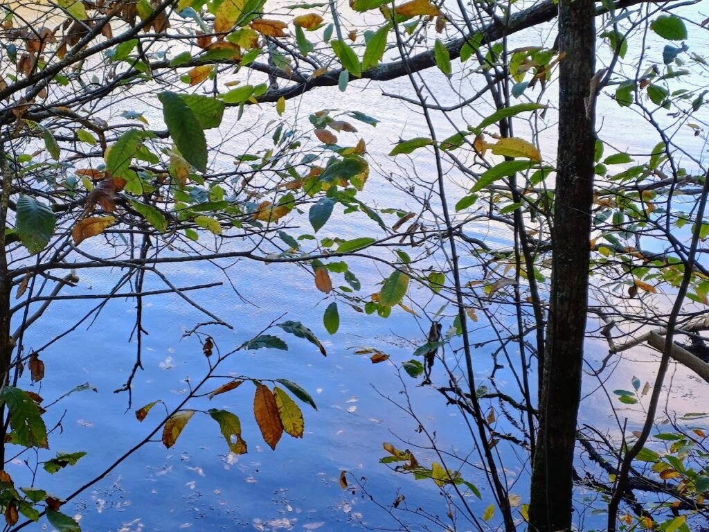 photo de rivière illustrant la proposition de naturopathie par un bilan de vitalité