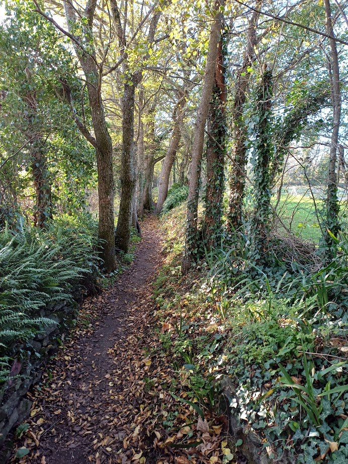 photo de chemin illustrant l'offre de naturopathe par un bilan de vitalité
