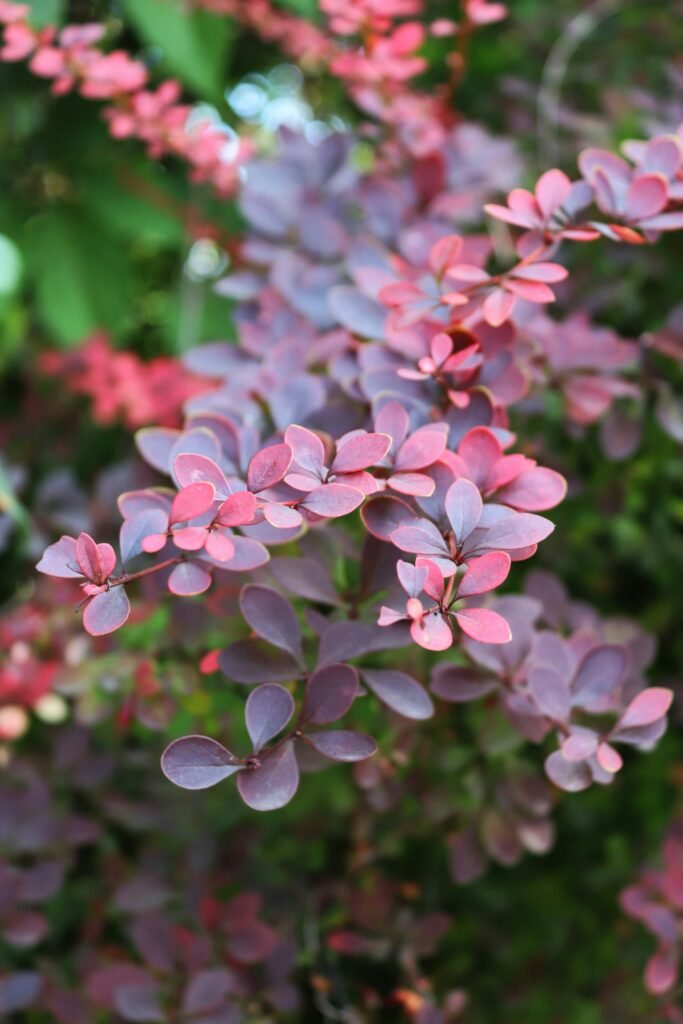 Réservez votre programme avec votre naturopathe maryse-naturo.fr