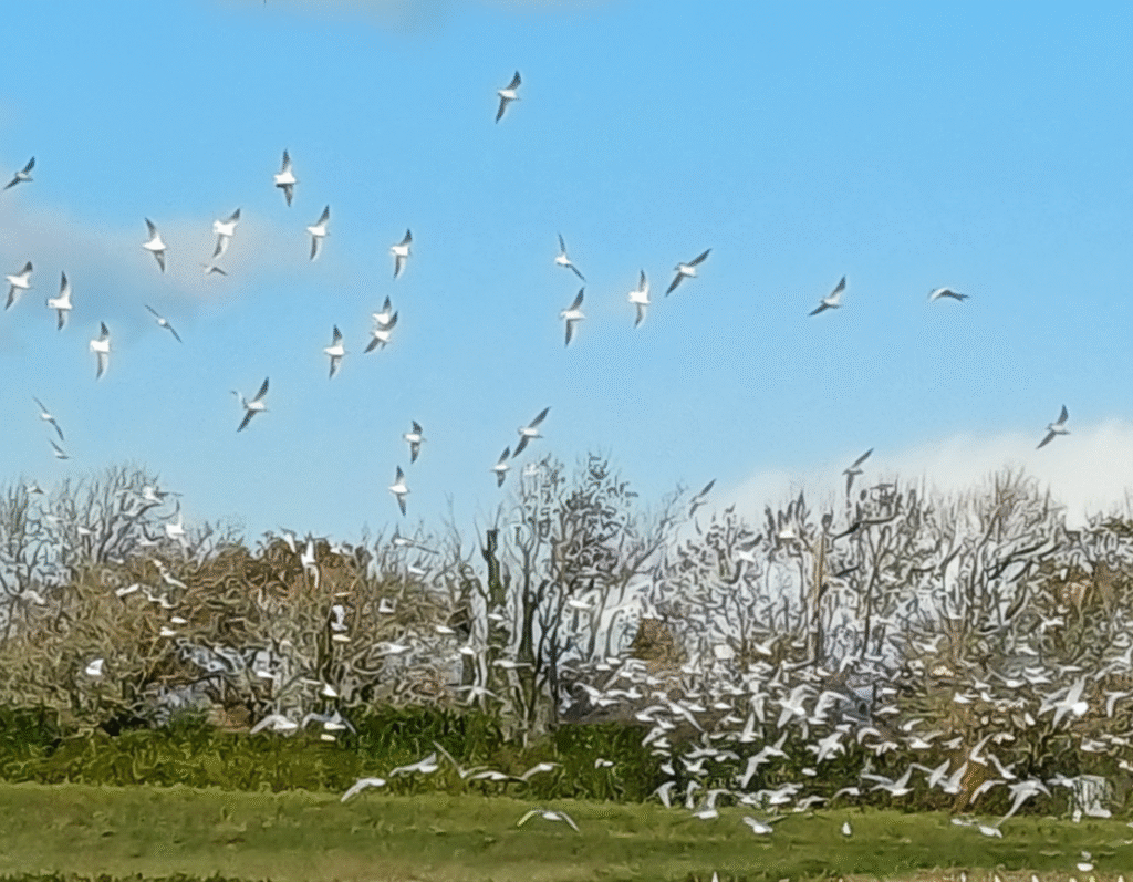 photo de mouettes illustrant le service de naturopathe pour un bilan de vitalité