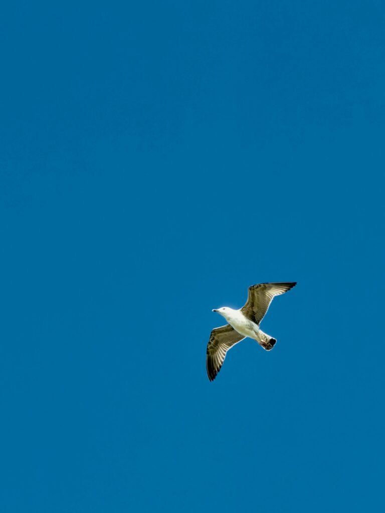oiseau vol ciel bleu oiseau vol ciel bleu
