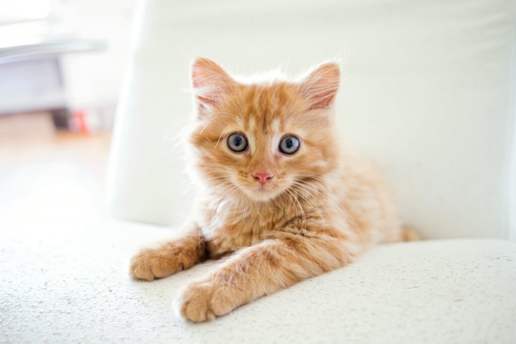 image d'un chat illustrant la consultation de naturopathe par www.maryse-naturo.fr