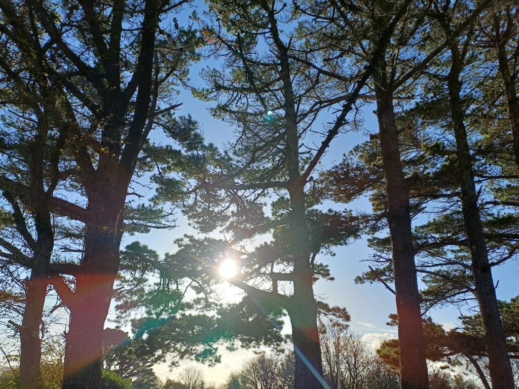 photo de pins illustrant l'offre de naturopathie pour un bilan de vitalité