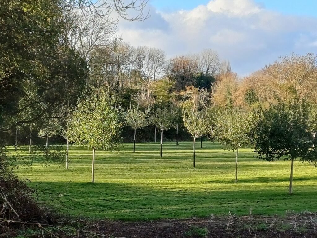 photo de nature illustrant l'offre de naturopathe en ligne par un bilan de vitalité