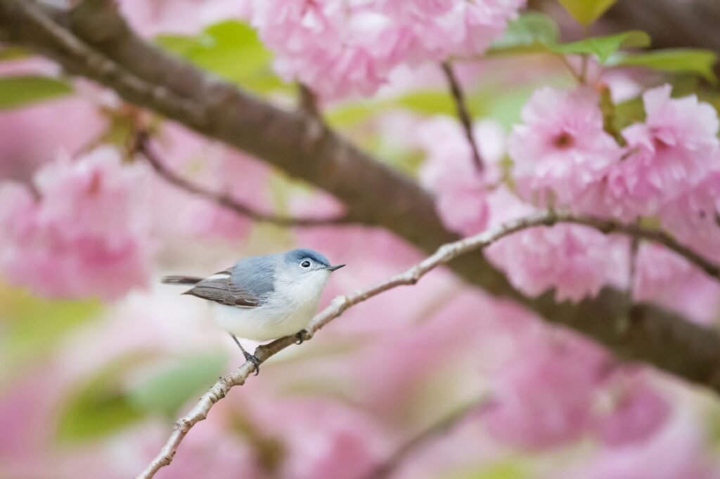 photo d'u oiseau illustrant un article du site maryse-naturo.fr sur le printemps