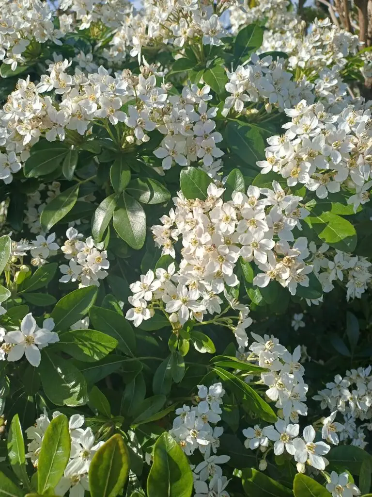 printemps allergies oranger fleurs image de fleurs illustrant un article de blog maryse-naturo.fr sur les allergies saisonnières