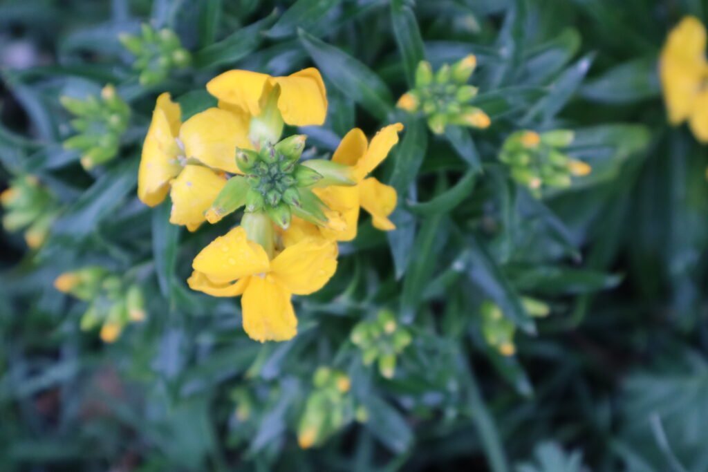 photo de fleur illustrant une page du site maryse-naturo.fr sur le cholestérol